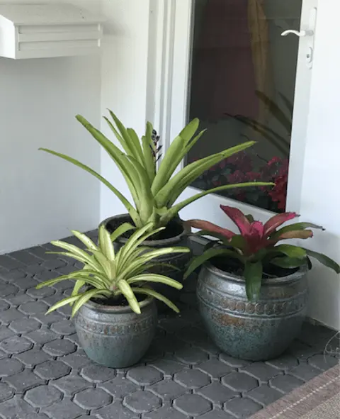 Designed container garden with tropical specimens by Dreamscape Gardens