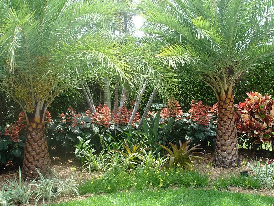 Mature landscape design in Old Floresta historic neighborhood, Boca Raton — layered tropical planting