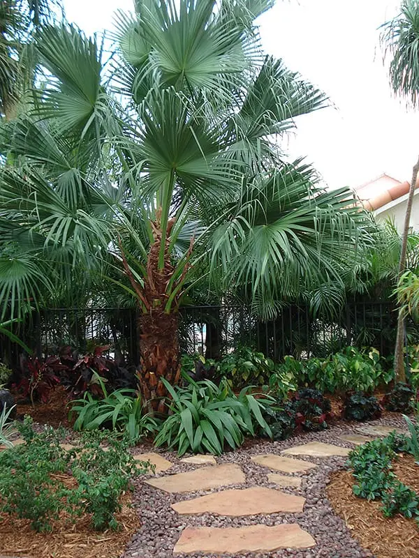 Residential landscape design in Parkside, Boca Raton — tropical garden with specimen palms