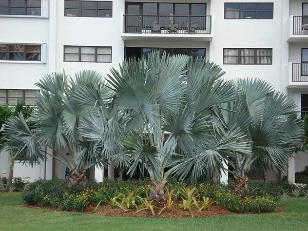 Tropical pool landscape at Port Royale estate, Fort Lauderdale