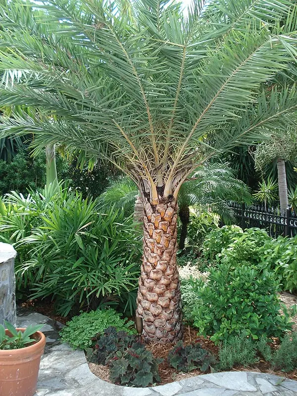 Waterfront estate landscape at Singer Island — salt-tolerant coastal design by Dreamscape Gardens